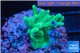 Acropora caroliniana greeny deep water 2-4 cm WYSIWYG acclimaté