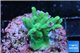 Acropora caroliniana greeny deep water 2-4 cm WYSIWYG acclimaté
