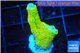 Montipora red fire forest 2-4 cm WYSIWYG acclimaté