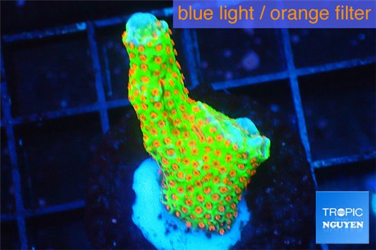 Montipora red fire forest 2-4 cm WYSIWYG acclimaté