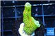 Montipora red fire forest 2-4 cm WYSIWYG acclimaté