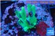 Acropora caroliniana greeny deep water 2-4 cm WYSIWYG acclimaté