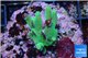 Acropora caroliniana greeny deep water 2-4 cm WYSIWYG acclimaté