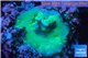 Acropora gren blue Fijii 1-3 cm WYSIWYG acclimaté