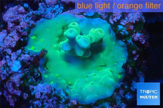 Acropora gren blue Fijii 1-3 cm WYSIWYG acclimaté