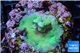Acropora gren blue Fijii 1-3 cm WYSIWYG acclimaté