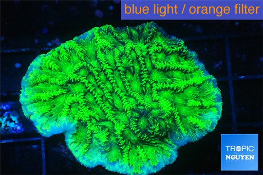 Merulina ampliata neon green 3-4 cm WYSIWYG acclimaté