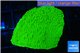 Montipora capricornis green 2-4 cm WYSIWYG acclimaté