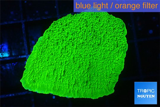 Montipora capricornis green 2-4 cm WYSIWYG acclimaté