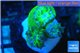 Duncanopsammia green 3 polyps WYSIWYG acclimaté