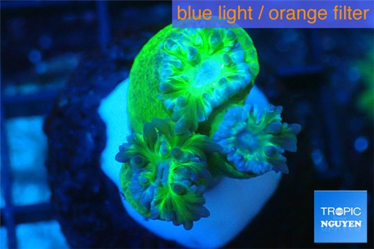 Duncanopsammia green 3 polyps WYSIWYG acclimaté