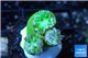Duncanopsammia green 3 polyps WYSIWYG acclimaté