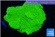 Montipora capricornis green 3-4 cm WYSIWYG acclimaté
