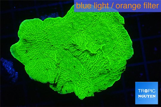 Montipora capricornis green 3-4 cm WYSIWYG acclimaté