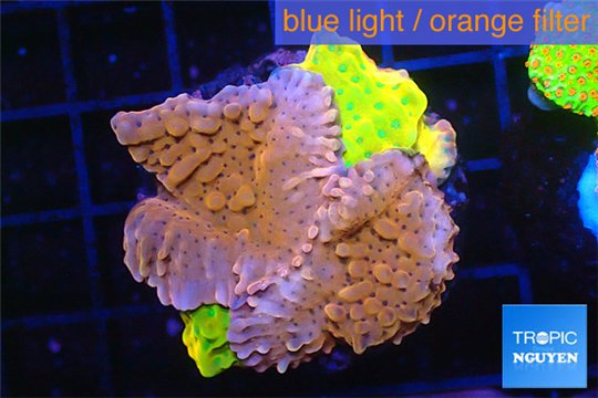 Montipora kung pao combo 3-4 cm WYSIWYG acclimaté