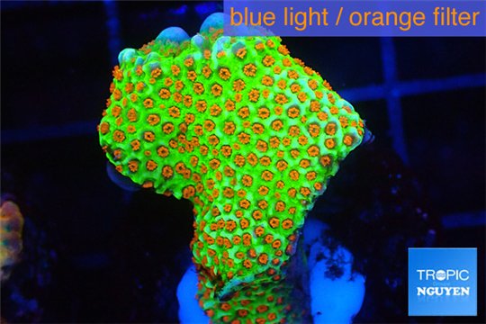 Montipora red fire forest 2-4 cm WYSIWYG acclimaté