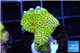 Montipora red fire forest 2-4 cm WYSIWYG acclimaté