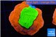 Montipora capricornis combo red green 4-5 cm WYSIWYG acclimaté