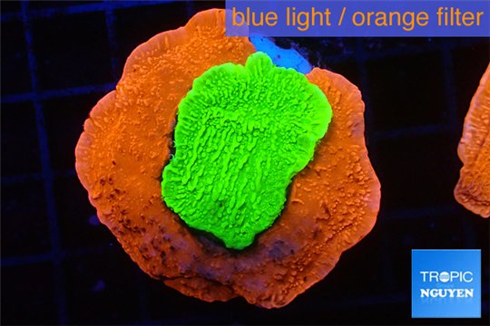 Montipora capricornis combo red green 4-5 cm WYSIWYG acclimaté