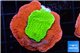 Montipora capricornis combo red green 4-5 cm WYSIWYG acclimaté