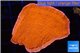 Montipora capricornis red 3-5 cm WYSIWYG acclimaté