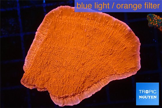 Montipora capricornis red 3-5 cm WYSIWYG acclimaté
