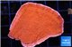 Montipora capricornis red 3-5 cm WYSIWYG acclimaté