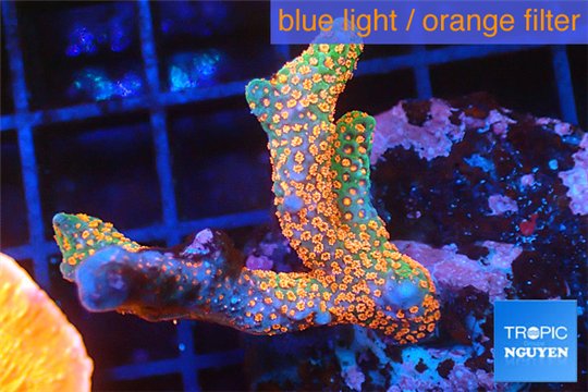 Montipora red fire forest 2-4 cm WYSIWYG acclimaté