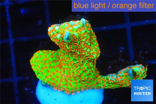 Montipora red fire forest 2-4 cm WYSIWYG acclimaté