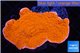 Montipora capricornis red 3-5 cm WYSIWYG acclimaté