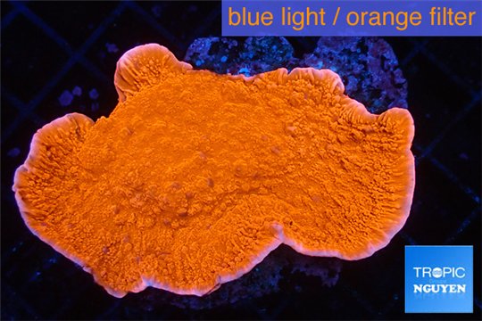 Montipora capricornis red 3-5 cm WYSIWYG acclimaté