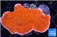 Montipora capricornis red 3-5 cm WYSIWYG acclimaté
