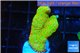 Montipora red fire forest 2-4 cm WYSIWYG acclimaté
