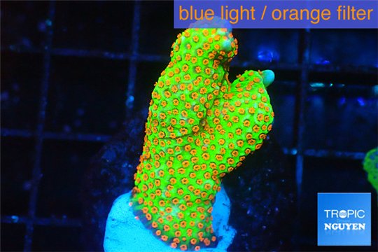 Montipora red fire forest 2-4 cm WYSIWYG acclimaté