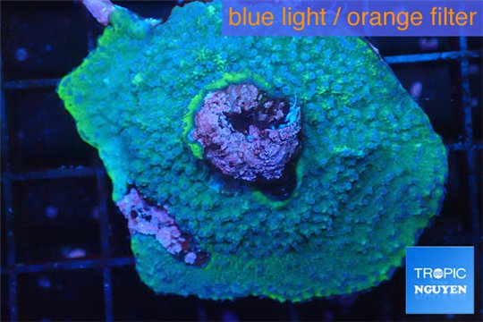 Montipora purple blue polyps Fijii 3-4 cm WYSIWYG acclimaté