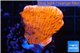 Montipora capricornis red 2-4 cm WYSIWYG acclimaté