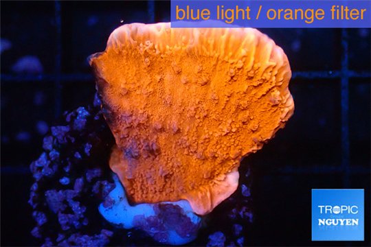Montipora capricornis red 2-4 cm WYSIWYG acclimaté