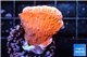 Montipora capricornis red 2-4 cm WYSIWYG acclimaté