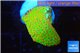 Montipora red fire forest 2-4 cm WYSIWYG acclimaté