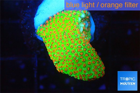 Montipora red fire forest 2-4 cm WYSIWYG acclimaté