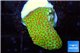 Montipora red fire forest 2-4 cm WYSIWYG acclimaté