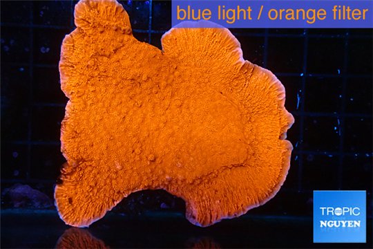 Montipora capricornis red 4-6 cm WYSIWYG acclimaté