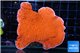 Montipora capricornis red 4-6 cm WYSIWYG acclimaté
