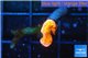 Montipora capricornis red 0,5 cm WYSIWYG acclimaté
