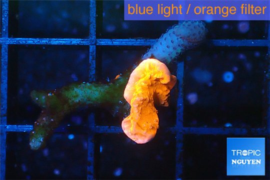 Montipora capricornis red 0,5 cm WYSIWYG acclimaté