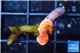 Montipora capricornis red 0,5 cm WYSIWYG acclimaté