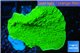 Montipora capricornis green 2-4 cm WYSIWYG acclimaté