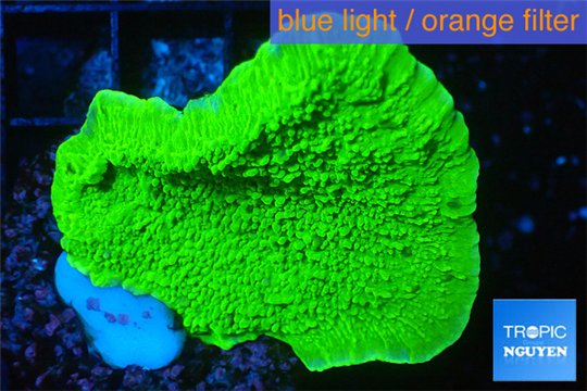 Montipora capricornis green 2-4 cm WYSIWYG acclimaté