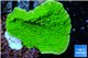 Montipora capricornis green 2-4 cm WYSIWYG acclimaté