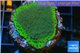 Montipora purple blue 2-4 cm WYSIWYG acclimaté